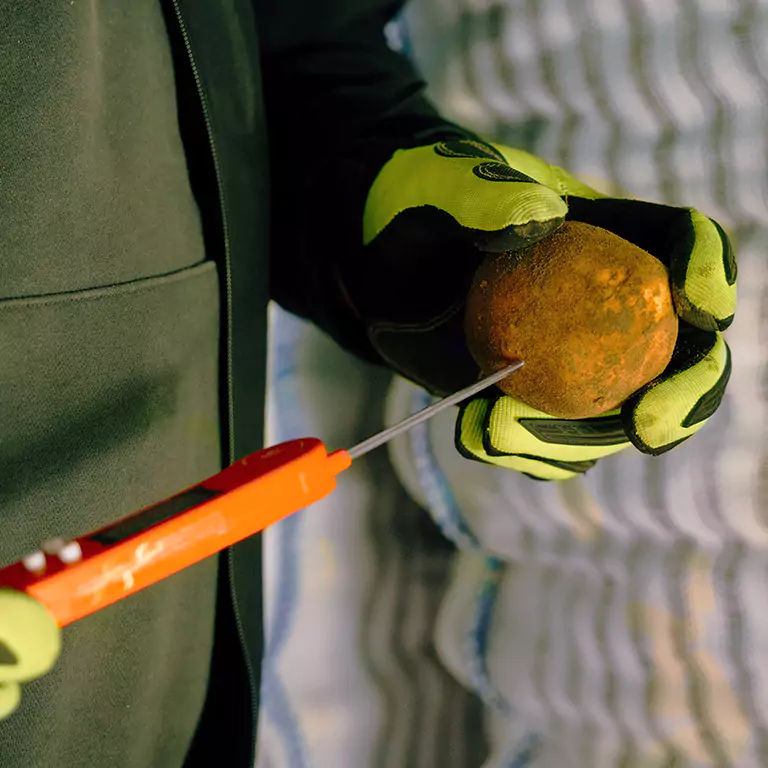 Kartoffel Produktion Kartoffel Produktion