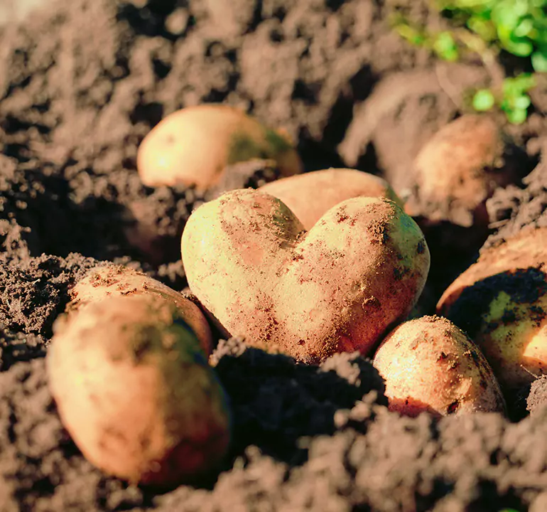 Kartoffelherz Kartoffelherz